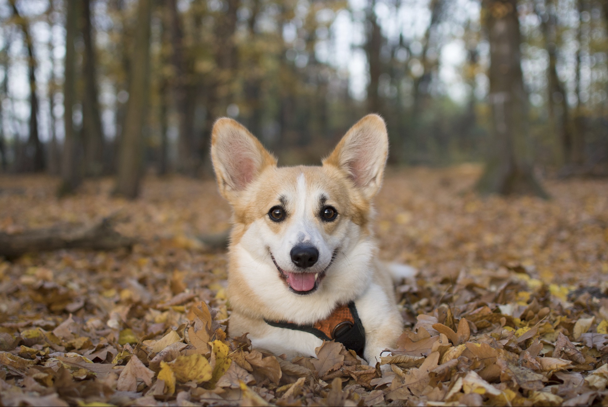 Amata von Fluffenstein