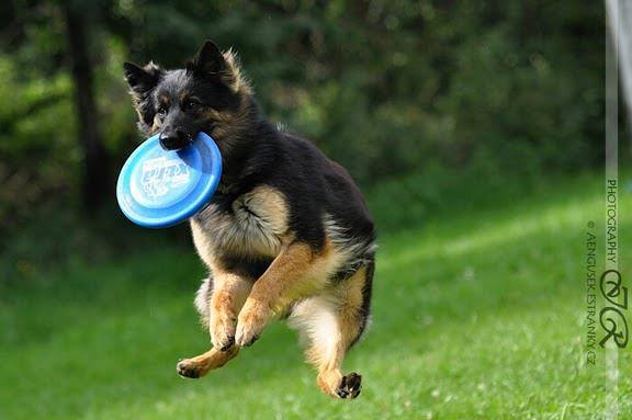 Dogfrisbee - Arlin Preberry